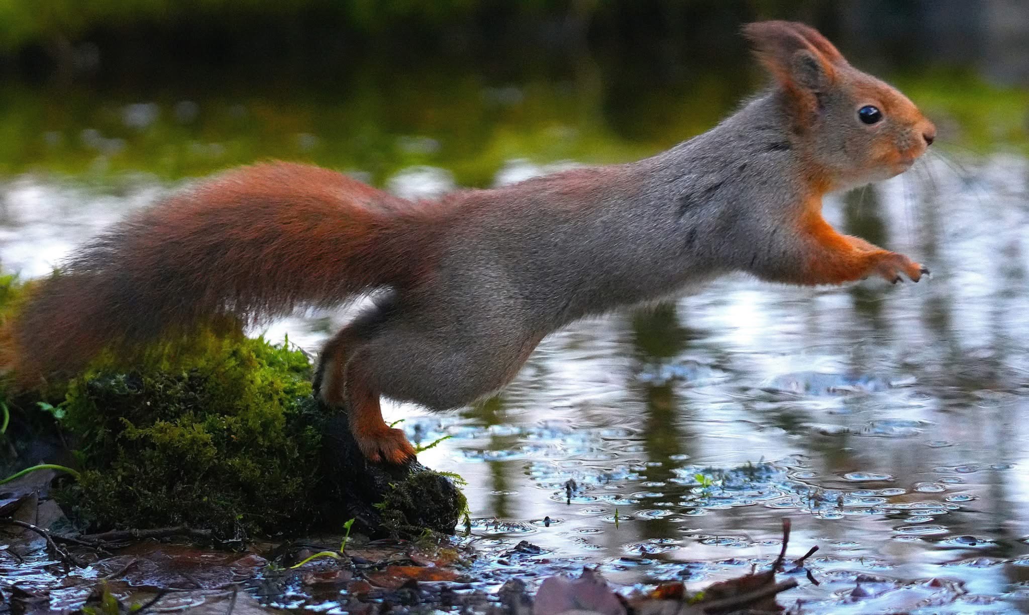 blinkskudd: Ekornet tar sats og hopper mot nøttene som er lagt fram. Slike øyeblikk er det Hans Eivind jakter på. Foto: Hans Eivind Riise. 