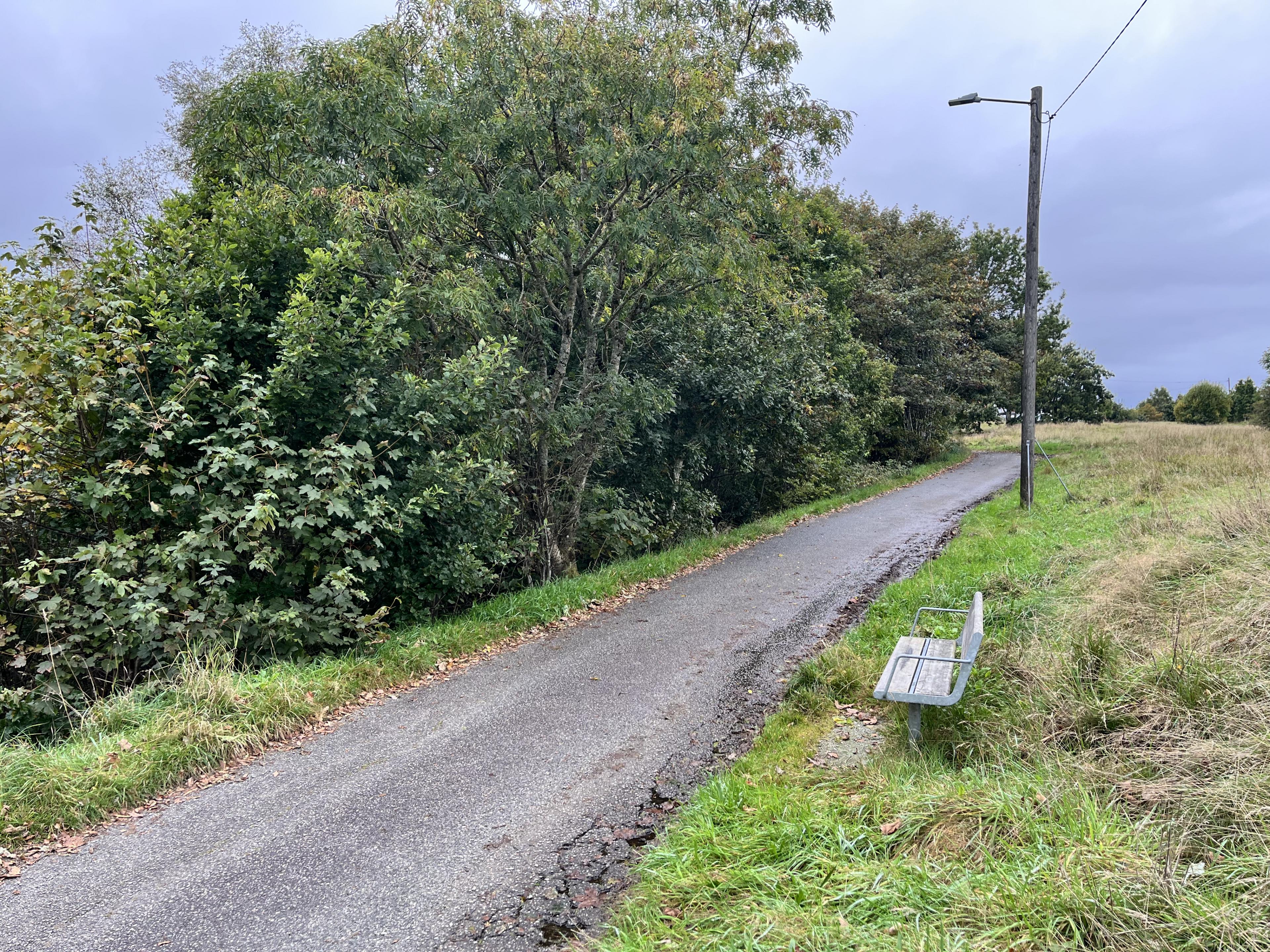 EN VEGG: En gang var dette et sted &aring; nyte utsikten. I dag en vegg av vegetasjon.