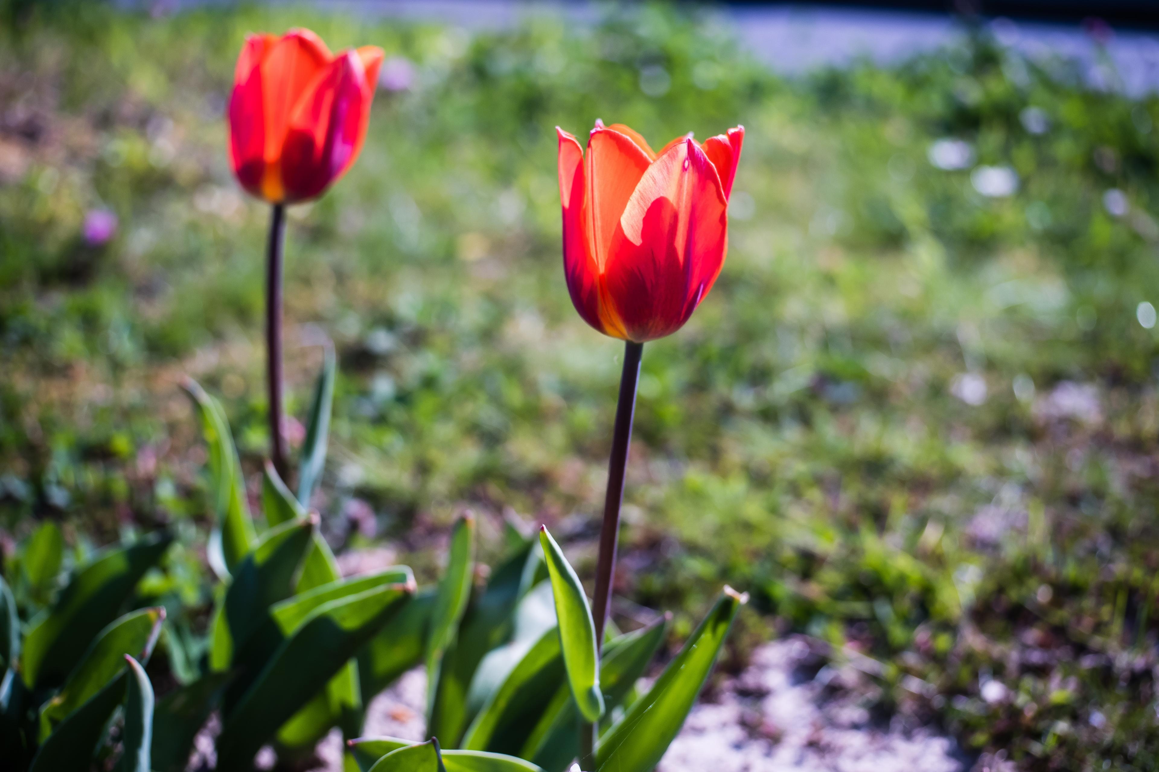 TULIPANER TIL V&Aring;REN?: Da m&aring; l&oslash;ken i jorden n&aring;. : 